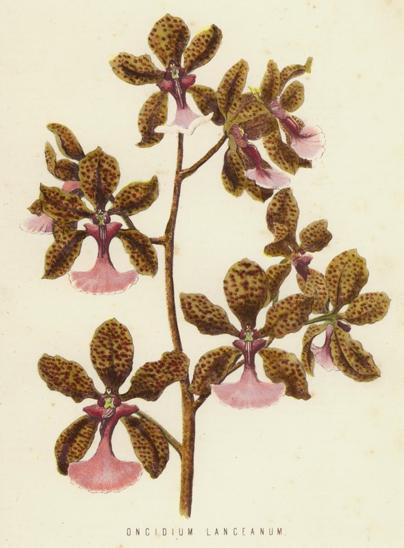 Oncidium Lanceanum (كروموليث) بواسطة مدرسة اللغة الإنجليزية