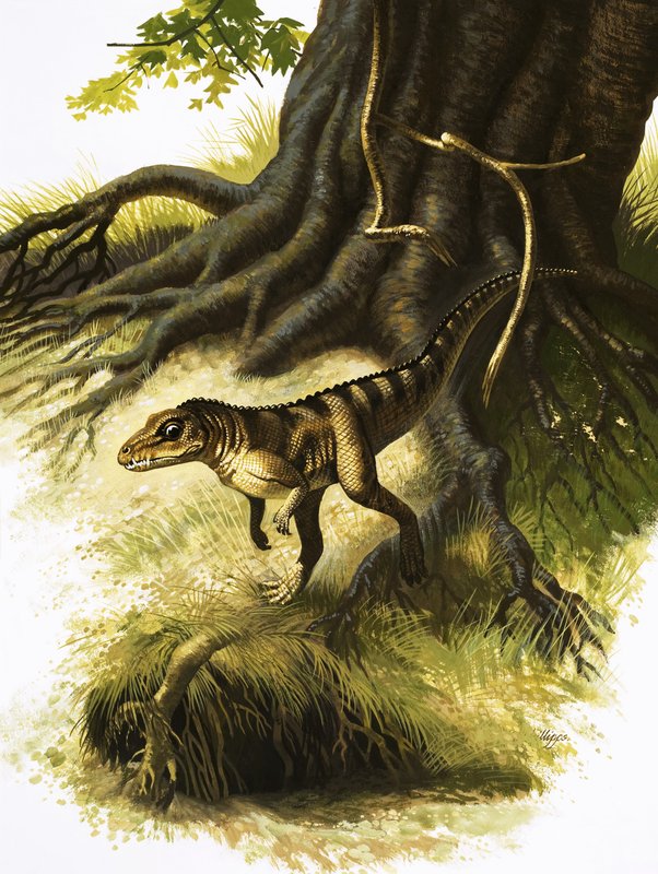 Onithosuchus بواسطة مدرسة اللغة الإنجليزية