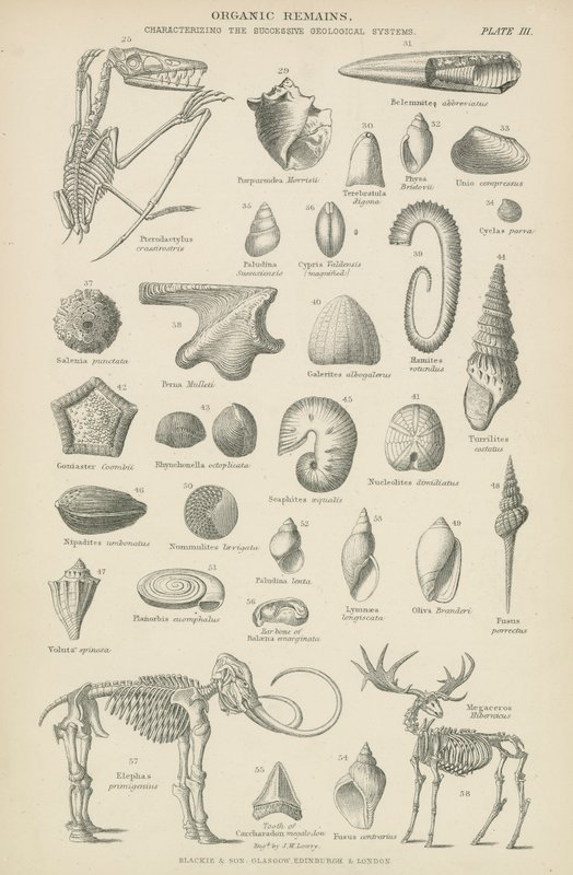 Organic remains (engraving) بواسطة مدرسة اللغة الإنجليزية