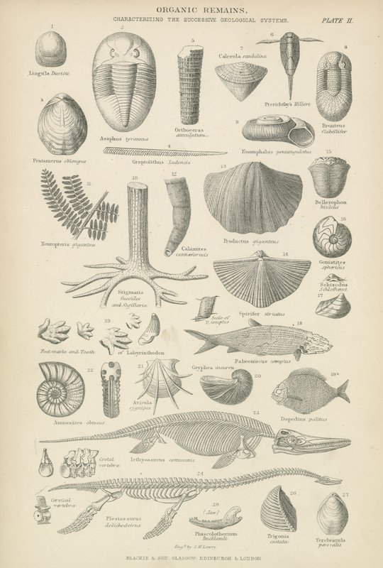 Organic remains (engraving) بواسطة مدرسة اللغة الإنجليزية