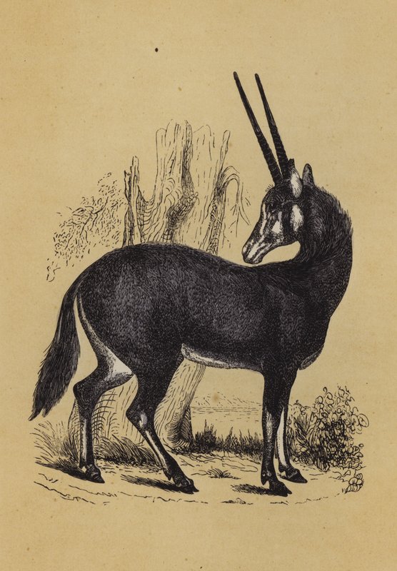 Oryx (colour litho) بواسطة مدرسة اللغة الإنجليزية