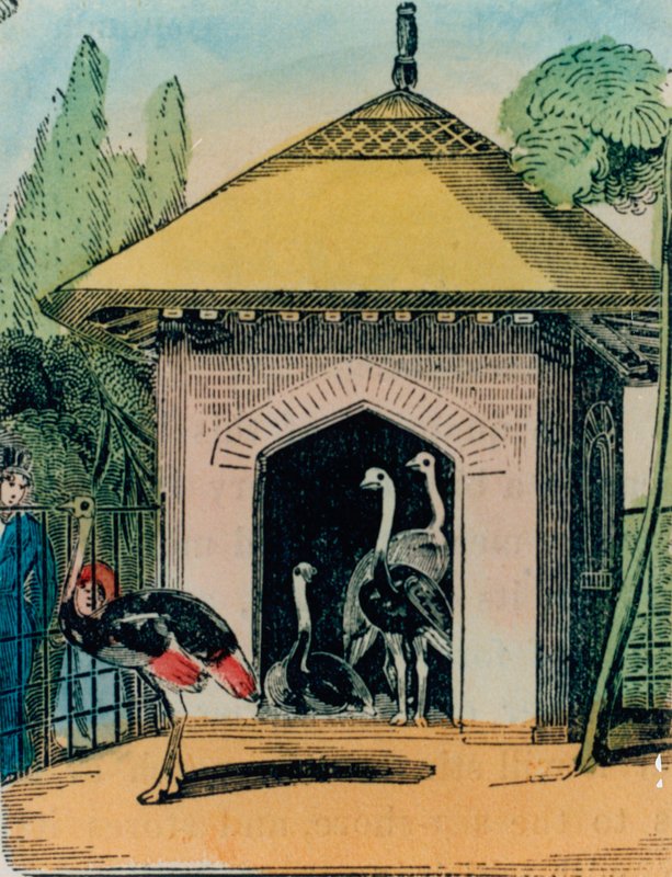 النعامة وإيمو هاوس في حديقة حيوان لندن. 1840s بواسطة مدرسة اللغة الإنجليزية