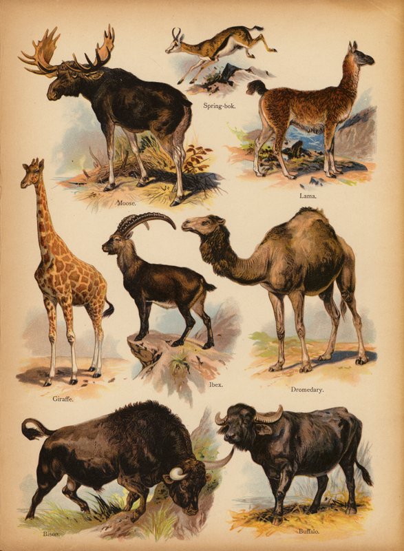 صفحة من The Little Folks 'Picture Natural History ، c 1900 (chromolitho) بواسطة مدرسة اللغة الإنجليزية