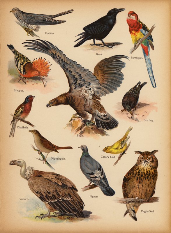 صفحة من The Little Folks 'Picture Natural History ، c 1900 (chromolitho) بواسطة مدرسة اللغة الإنجليزية
