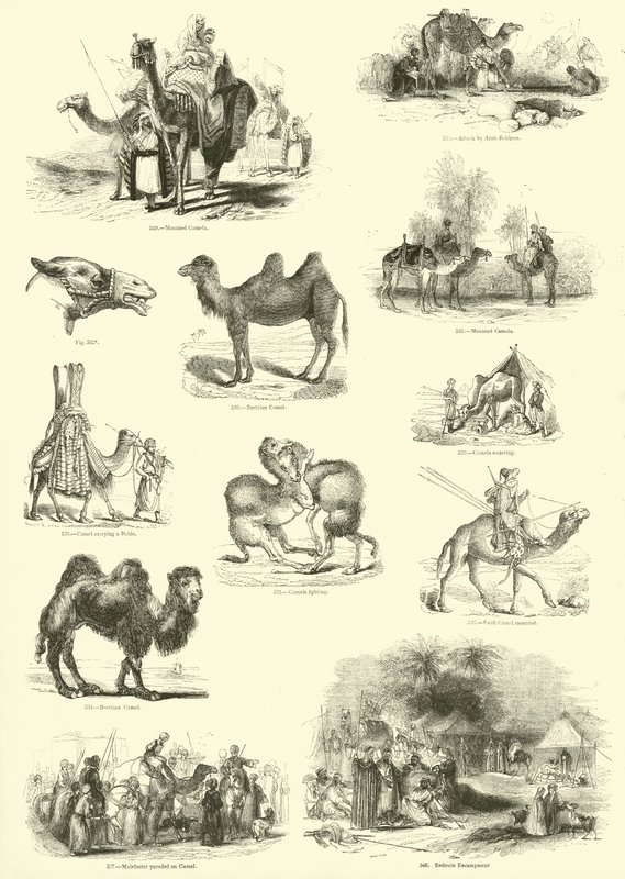 صفحة من المتحف التصويري للطبيعة المتحركة بواسطة مدرسة اللغة الإنجليزية