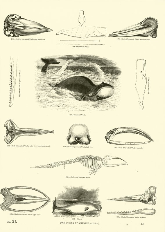صفحة من المتحف التصويري للطبيعة المتحركة بواسطة مدرسة اللغة الإنجليزية
