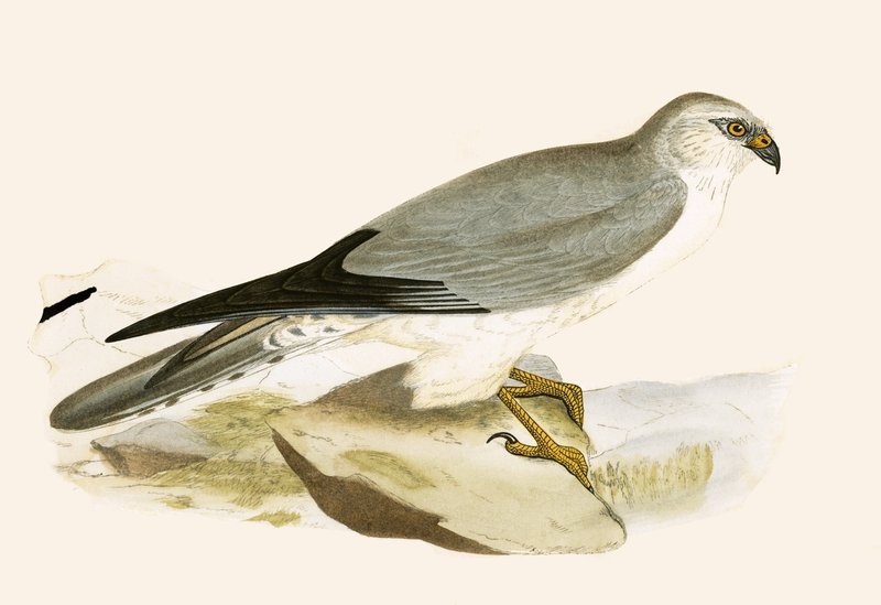 Pale Chested Harrier ، توضيح من "تاريخ طيور أوروبا غير المرصودة في الجزر البريطانية" بقلم تشارلز روبرت بري (1811-1886) ، نشر عام 1867 (لون ليثو) بواسطة مدرسة اللغة الإنجليزية