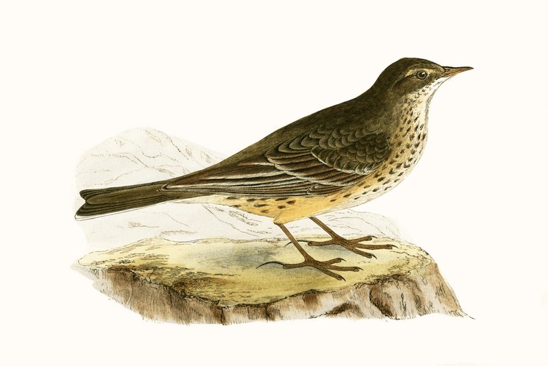 Pipit Pennsyvlanian ، توضيح من "تاريخ طيور أوروبا غير المرصودة في الجزر البريطانية" بقلم تشارلز روبرت بري (1811-1886) ، نشر عام 1867 بواسطة مدرسة اللغة الإنجليزية