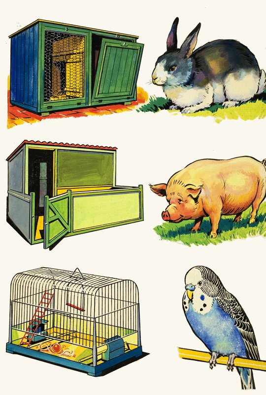 الحيوانات الأليفة ومنازلها: أرنب ، خنزير و Budgerigar بواسطة مدرسة اللغة الإنجليزية