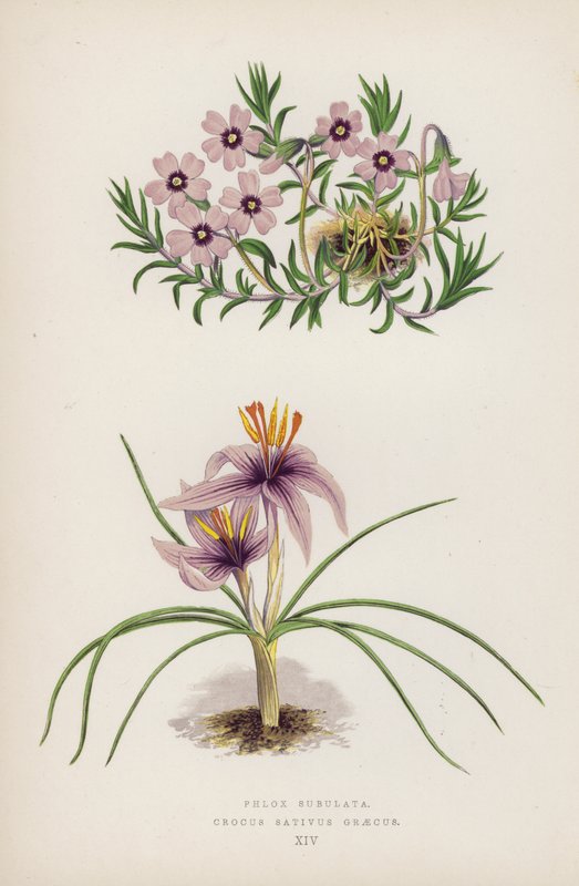 فلوكس سوبولاتا Crocus Sativus Greecus (لون ليثو) بواسطة مدرسة اللغة الإنجليزية