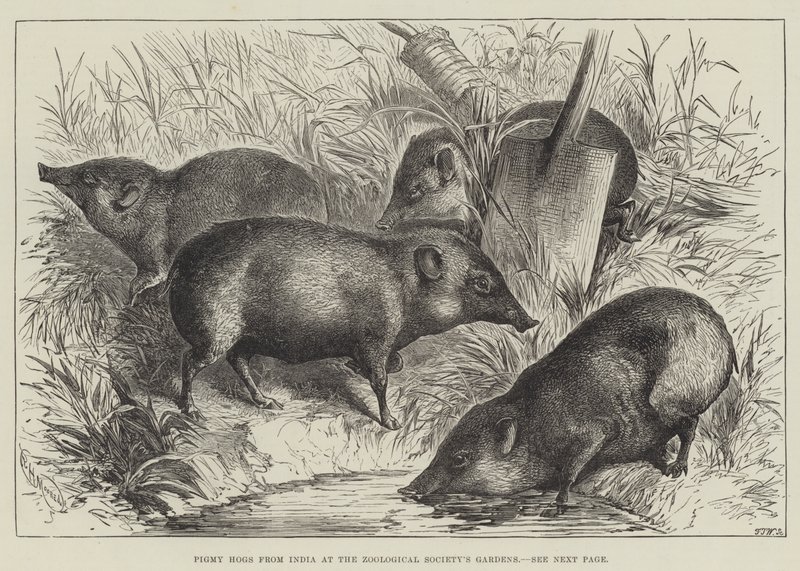 Pigmy Hogs من الهند في حدائق جمعية علم الحيوان (نقش) بواسطة مدرسة اللغة الإنجليزية