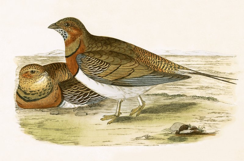 Pin Tailed Sand Grouse ، توضيح من "تاريخ طيور أوروبا غير المرصودة في الجزر البريطانية" بقلم تشارلز روبرت بري (1811-1886) ، نشر عام 1867 بواسطة مدرسة اللغة الإنجليزية