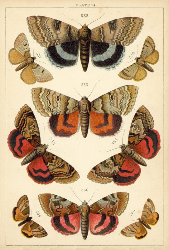 Plate from Our Country