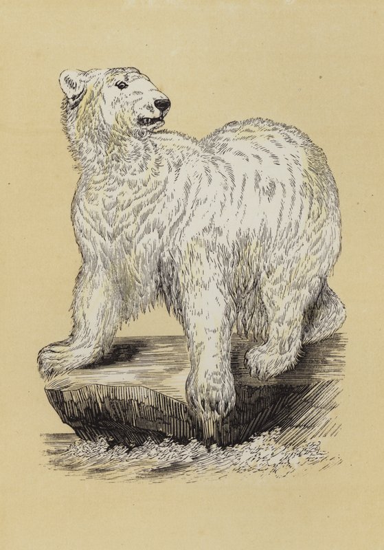 Polar Bear (colour litho) بواسطة مدرسة اللغة الإنجليزية