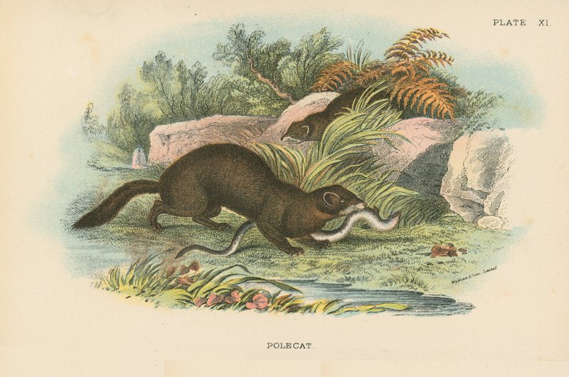 Polecat بواسطة مدرسة اللغة الإنجليزية