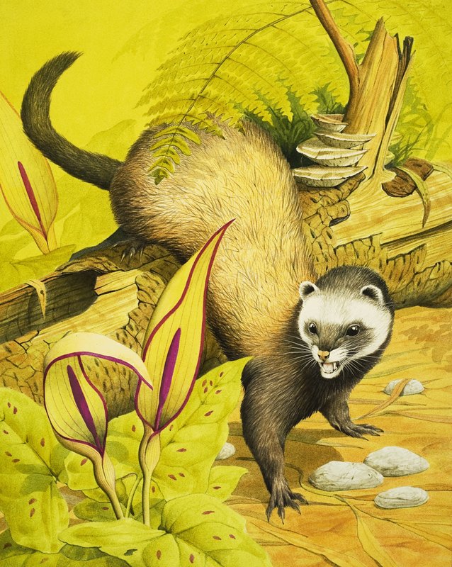 Polecat بواسطة مدرسة اللغة الإنجليزية