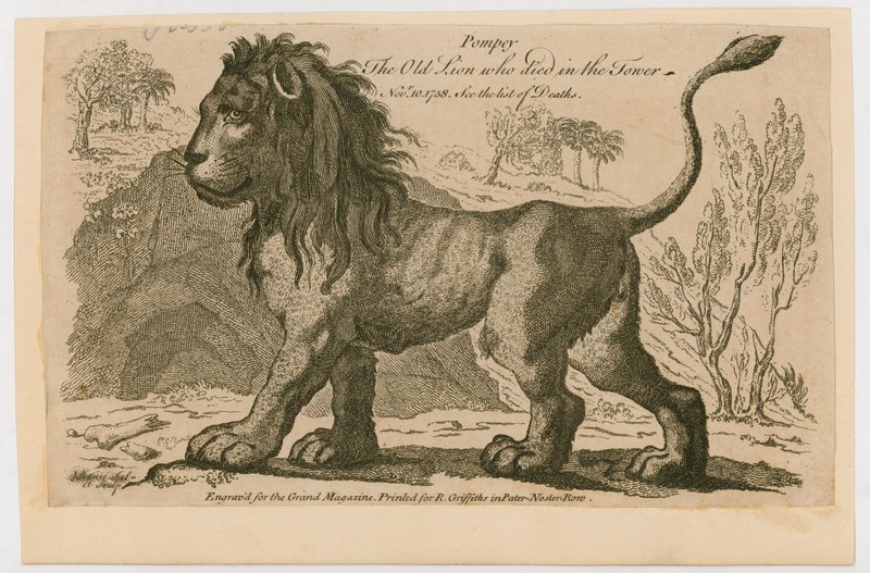 بومبي ، الأسد الأكثر شعبية في برج لندن. 1758 بواسطة مدرسة اللغة الإنجليزية