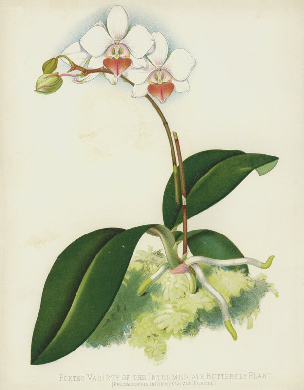 مجموعة متنوعة من نبات الفراشة الوسيطة ، Phalaenopsis Intermedia ، var Portei بواسطة مدرسة اللغة الإنجليزية
