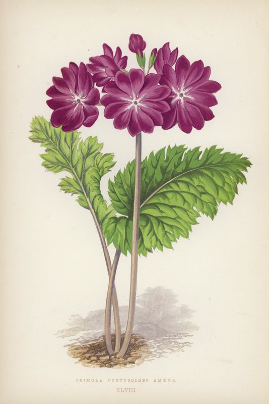 Primula Cortusoides Amoena (لون ليثو) بواسطة مدرسة اللغة الإنجليزية