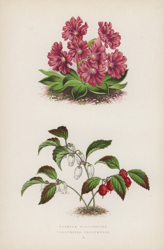 بريمولا جلاوسيسينس Gaultheria Procumbens (لون ليثو) بواسطة مدرسة اللغة الإنجليزية