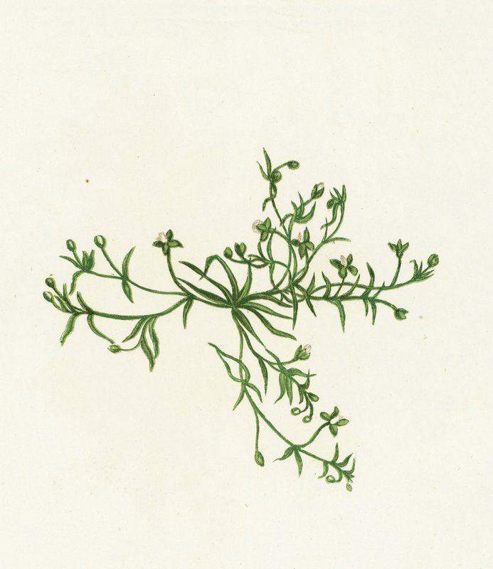 Procumbent Pearl-Wort، Sagina Procumbens بواسطة مدرسة اللغة الإنجليزية