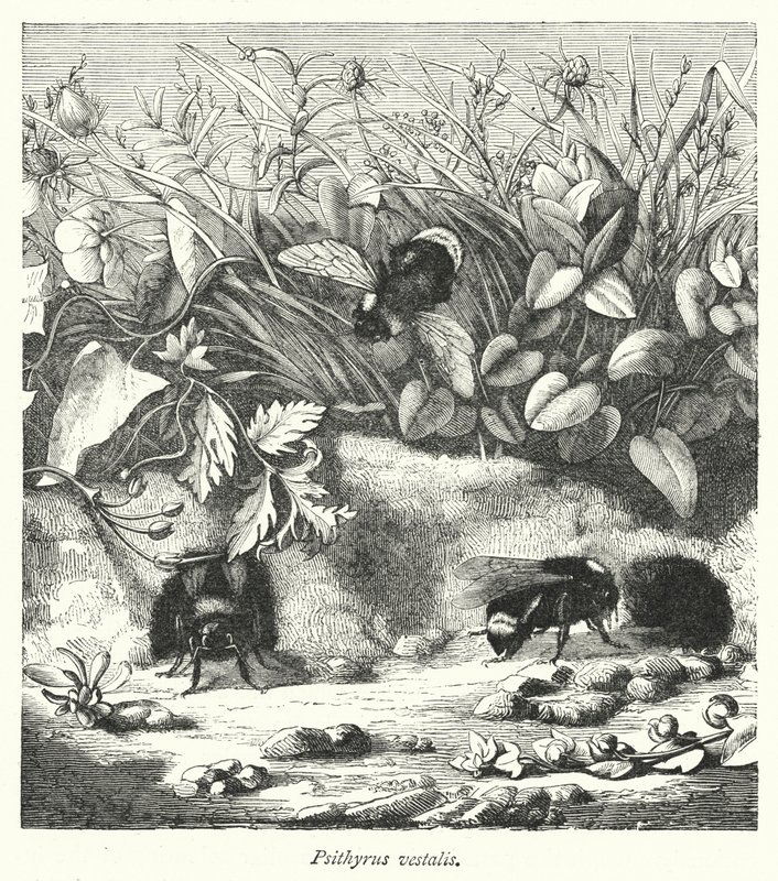 Psithyrus vestalis (engraving) بواسطة مدرسة اللغة الإنجليزية