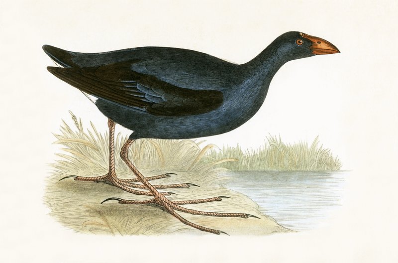 أرجواني Waterhen ، توضيح من "تاريخ طيور أوروبا غير المرصودة في الجزر البريطانية" بقلم تشارلز روبرت بري (1811-1886) ، نشر عام 1867 بواسطة مدرسة اللغة الإنجليزية