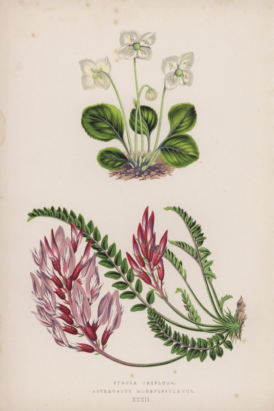 Pyrola Uniflora; Astragalus Monspessulanus (colour litho) بواسطة مدرسة اللغة الإنجليزية
