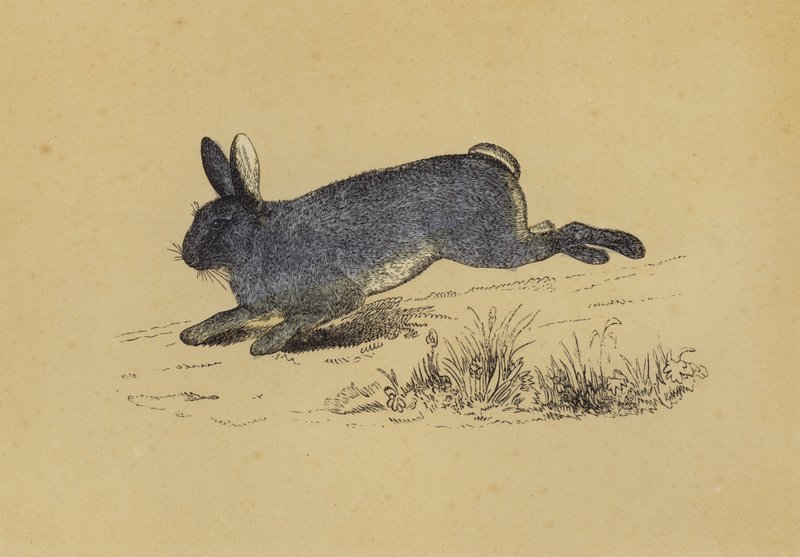 Rabbit (colour litho) بواسطة مدرسة اللغة الإنجليزية