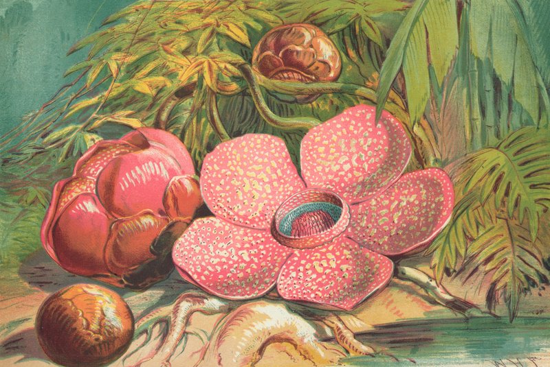 Rafflesia Arnoldii ، زهرة عملاقة من الغابات المطيرة في سومطرة بواسطة مدرسة اللغة الإنجليزية