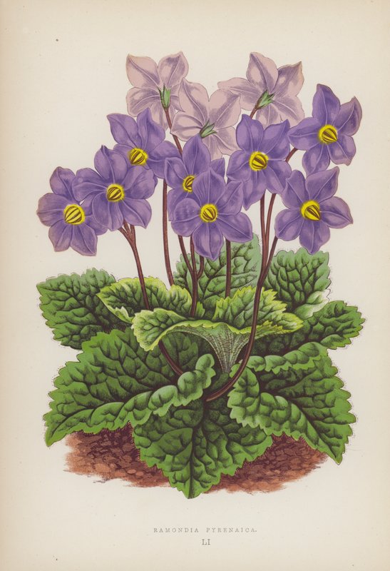 Ramondia Pyrenaica (لون ليثو) بواسطة مدرسة اللغة الإنجليزية