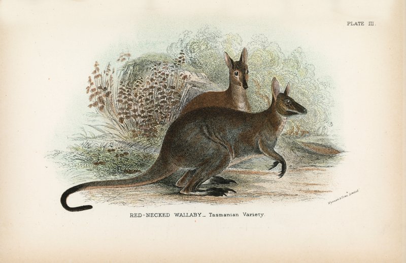 متنوعة Wallaby_Tasmanian متنوعة العنق بواسطة مدرسة اللغة الإنجليزية