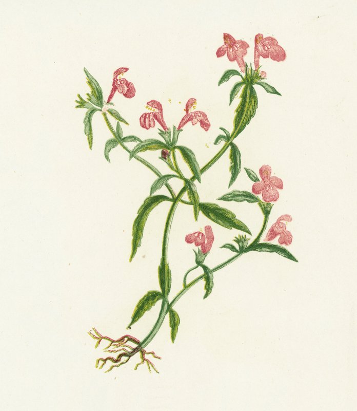 نبات القراص الأحمر ، Galeopsis Ladanum بواسطة مدرسة اللغة الإنجليزية