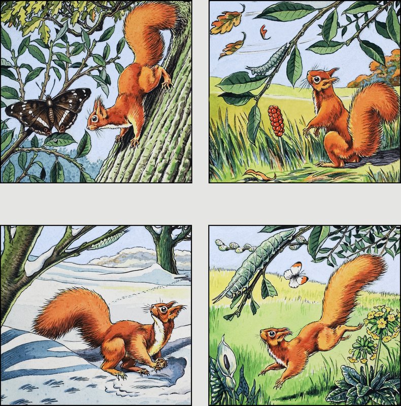 سنجاب احمر بواسطة مدرسة اللغة الإنجليزية