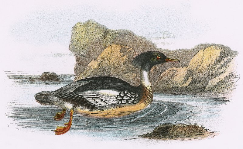 Merganser الصدر الأحمر بواسطة مدرسة اللغة الإنجليزية