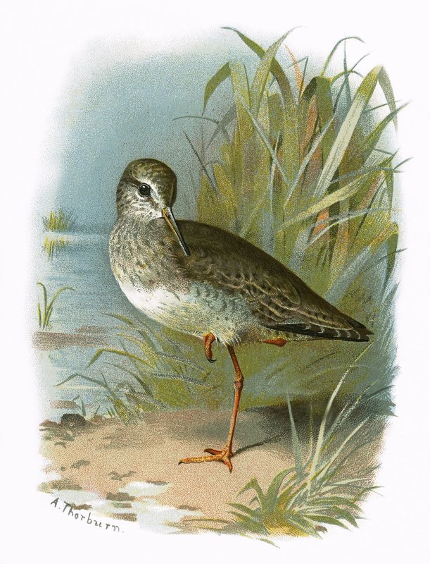 Redshank بواسطة مدرسة اللغة الإنجليزية