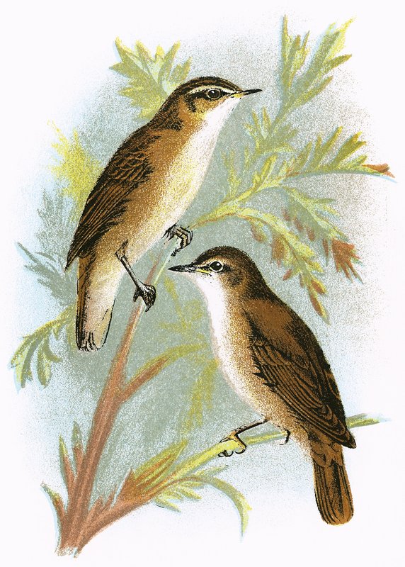 Reed Warbler (الجزء السفلي) و Sedge Warbler (الجزء العلوي) بواسطة مدرسة اللغة الإنجليزية