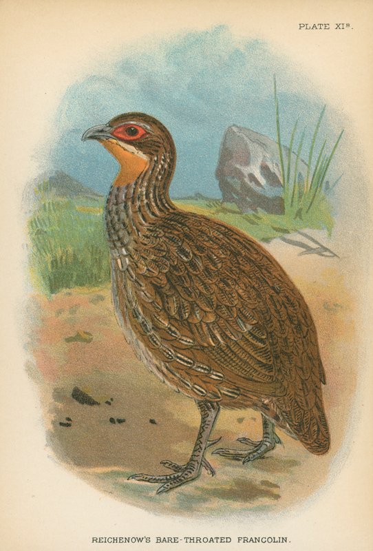 Reichenow&39;s Bare-Throated Francolin بواسطة مدرسة اللغة الإنجليزية