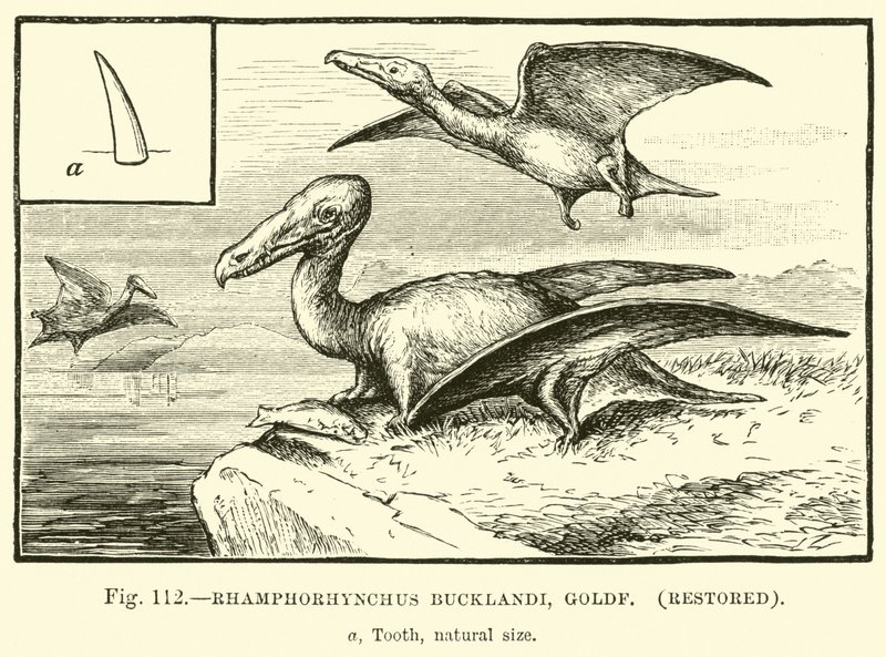 Rhamphorhynchus Bucklandi ، Goldf ، تم ترميمه بواسطة مدرسة اللغة الإنجليزية