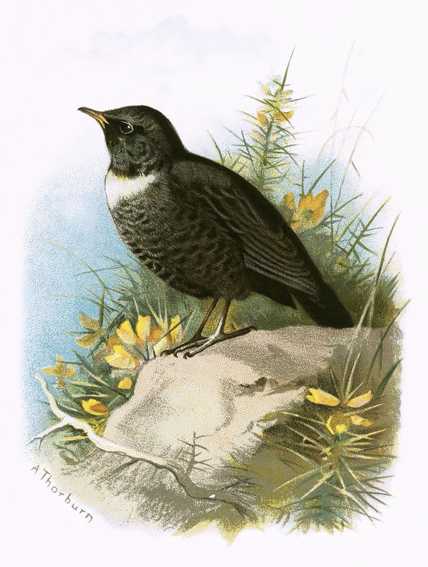 Ring Ouzel بواسطة مدرسة اللغة الإنجليزية