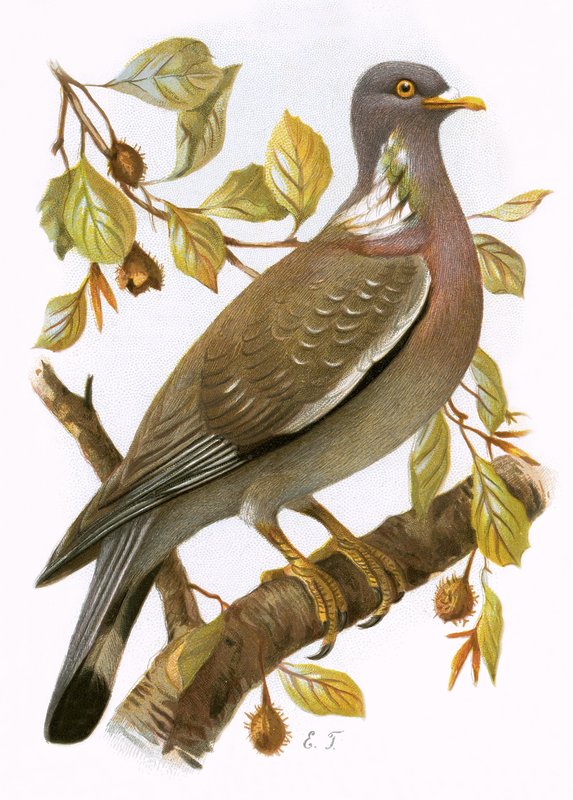 Ringdove بواسطة مدرسة اللغة الإنجليزية