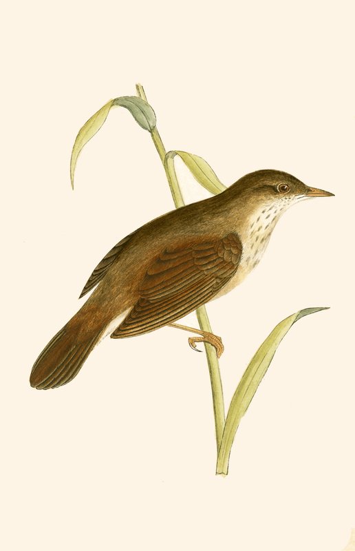 River Warbler ، توضيح من "تاريخ طيور أوروبا غير المرصودة في الجزر البريطانية" بقلم تشارلز روبرت بري (1811-1886) ، نشر عام 1867 بواسطة مدرسة اللغة الإنجليزية