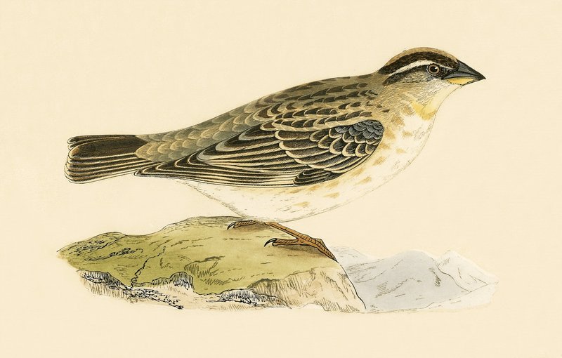 Rock Sparrow ، رسم توضيحي من "تاريخ طيور أوروبا غير المرصودة في الجزر البريطانية" بقلم تشارلز روبرت بري (1811-1886) ، نشر عام 1867 بواسطة مدرسة اللغة الإنجليزية