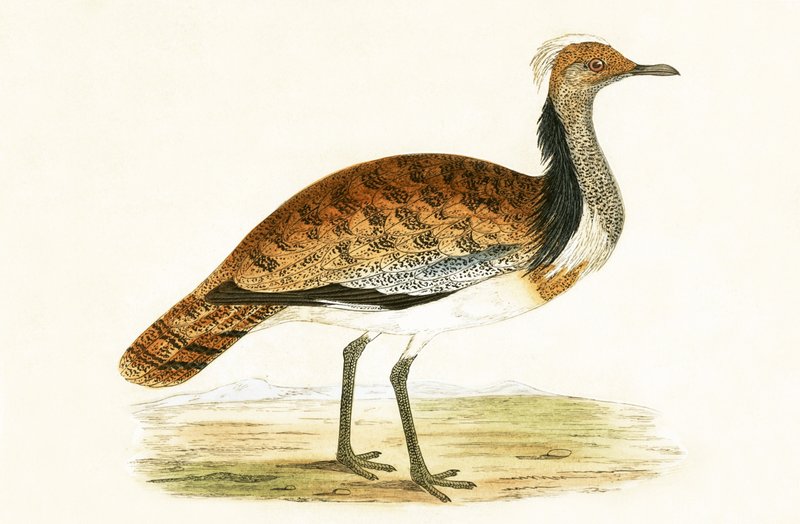 Ruffed Bustard ، توضيح من "تاريخ طيور أوروبا غير المرصودة في الجزر البريطانية" بقلم تشارلز روبرت بري (1811-1886) ، نشر عام 1867 بواسطة مدرسة اللغة الإنجليزية