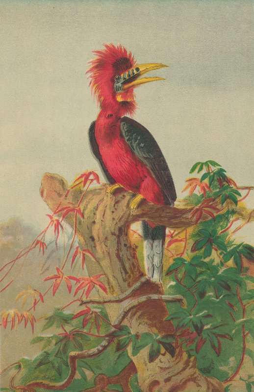 طائر البوق ذو العنق الصخري (Buceros nipalensis) بواسطة مدرسة اللغة الإنجليزية