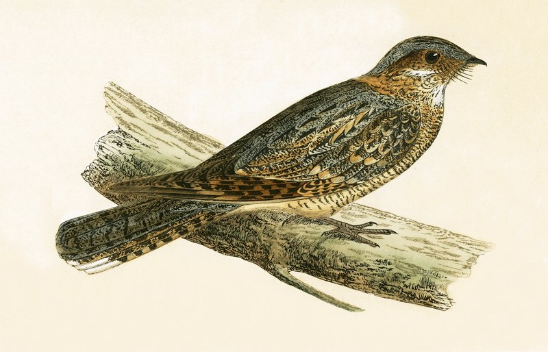 Russet Necked Nightjar ، رسم توضيحي من "تاريخ طيور أوروبا غير المرصودة في الجزر البريطانية" بقلم تشارلز روبرت بري (1811-1886) ، نشر عام 1867 بواسطة مدرسة اللغة الإنجليزية