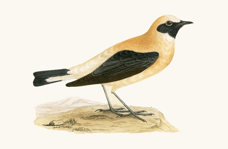Russet Wheatear ، توضيح من "تاريخ طيور أوروبا غير المرصودة في الجزر البريطانية" بقلم تشارلز روبرت بري (1811-1886) ، نشر عام 1867 بواسطة مدرسة اللغة الإنجليزية