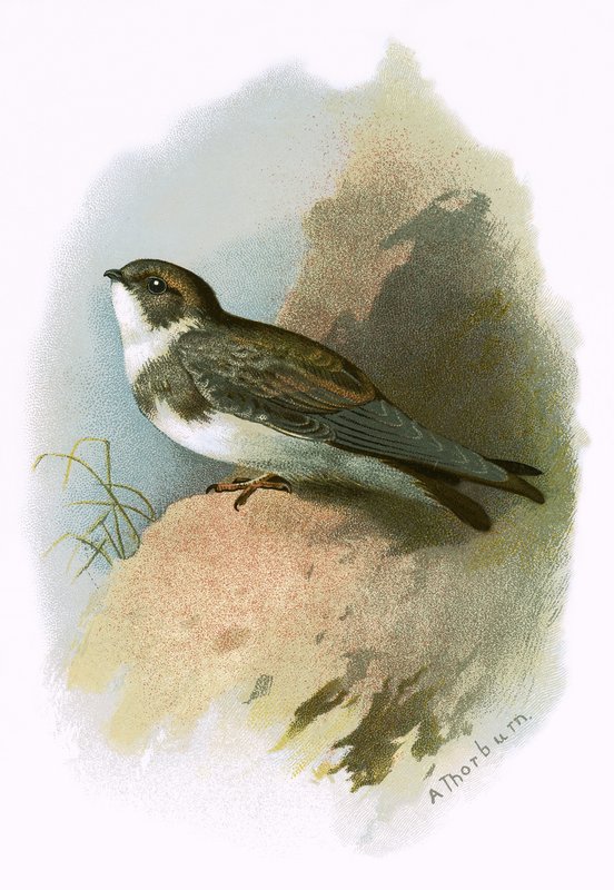 Sandmartin بواسطة مدرسة اللغة الإنجليزية