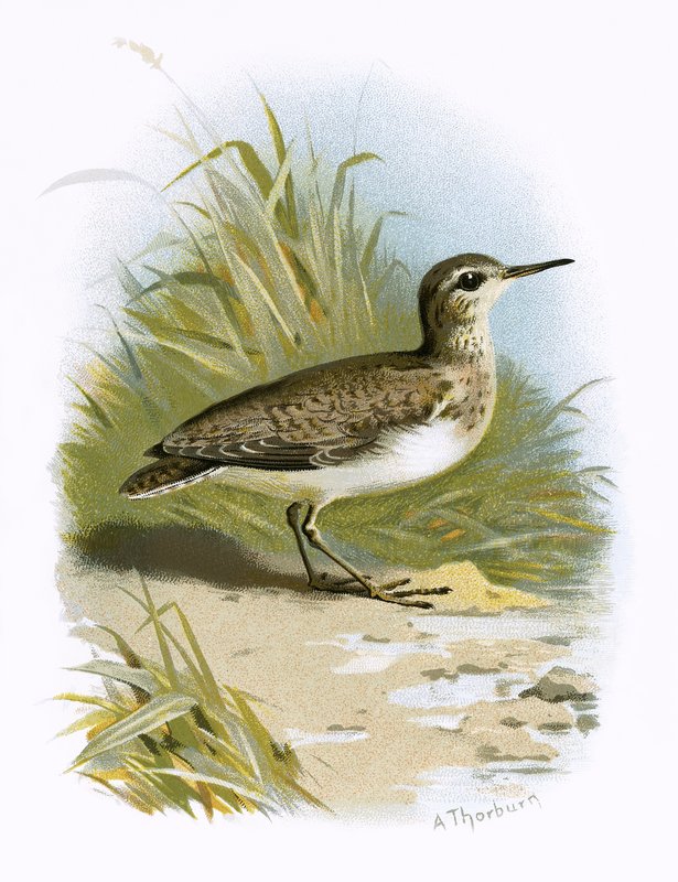 Sandpiper بواسطة مدرسة اللغة الإنجليزية