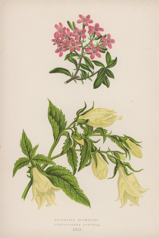 Saponaria Ocymoides; Symphyandra Pendula (colour litho) بواسطة مدرسة اللغة الإنجليزية